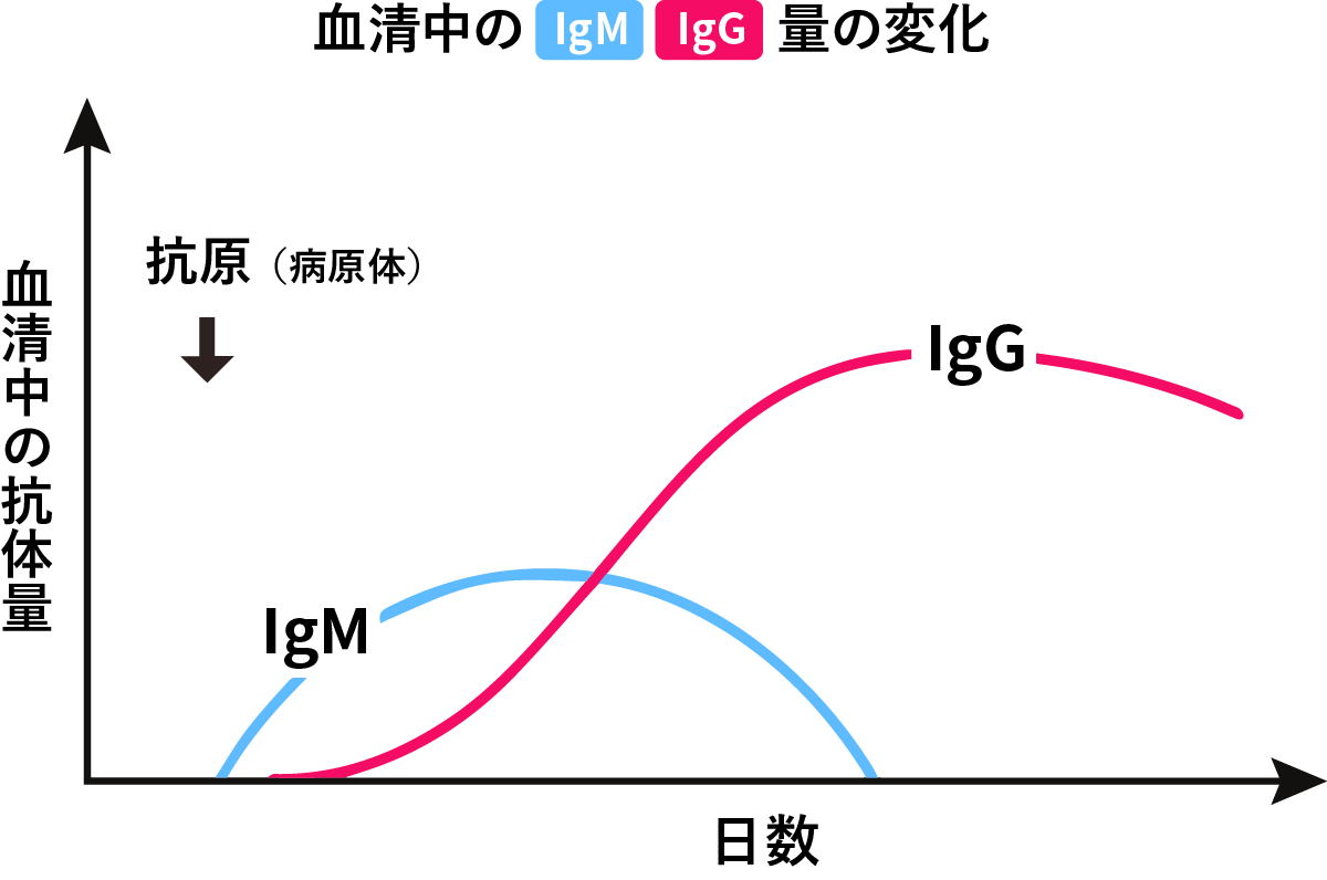 血清中のIgM、IgG量の変化を表した画像です。